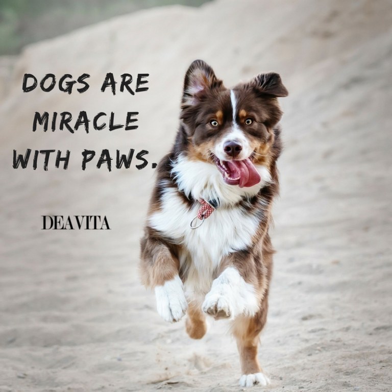 cool sayings about pets dogs are miracle with paws