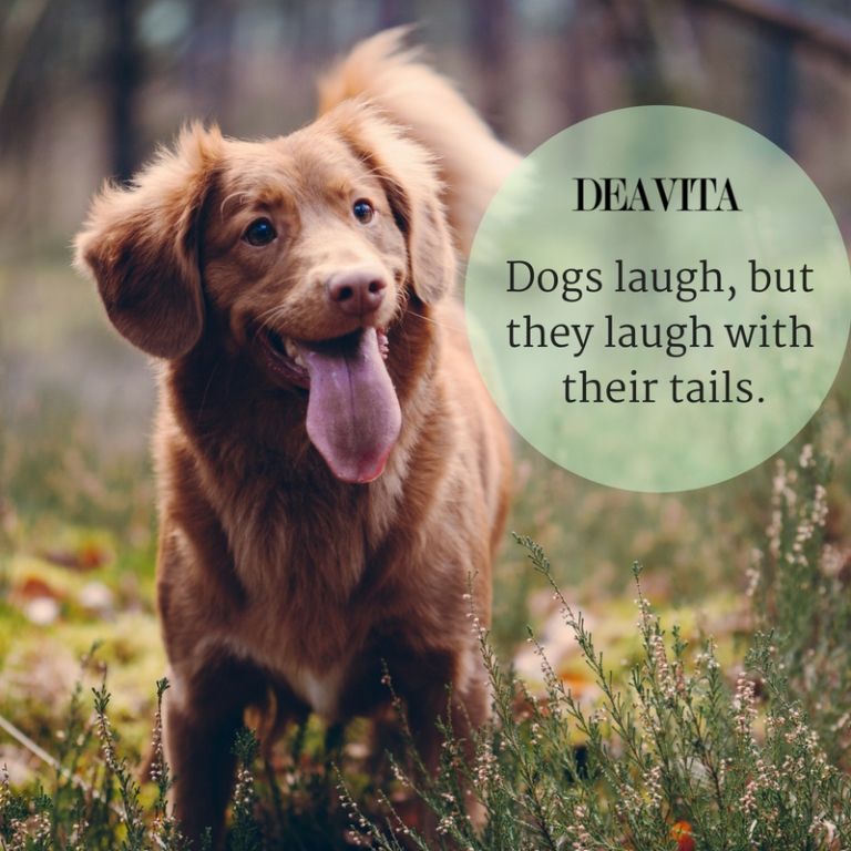 cute and funny quotes Dogs laugh but they laugh with their tails