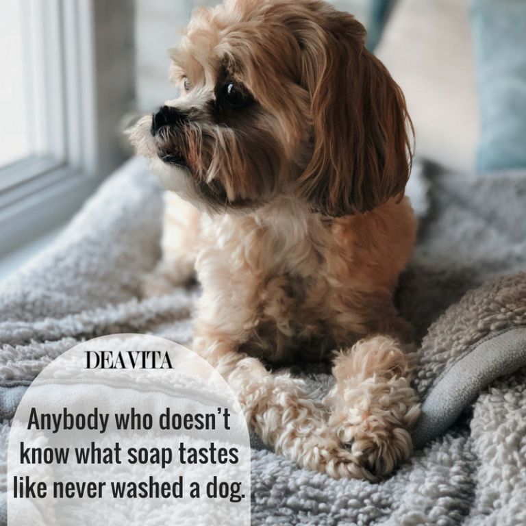 cute quotes about dogs with images