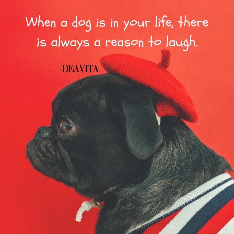 funny quotes about dogs with photos