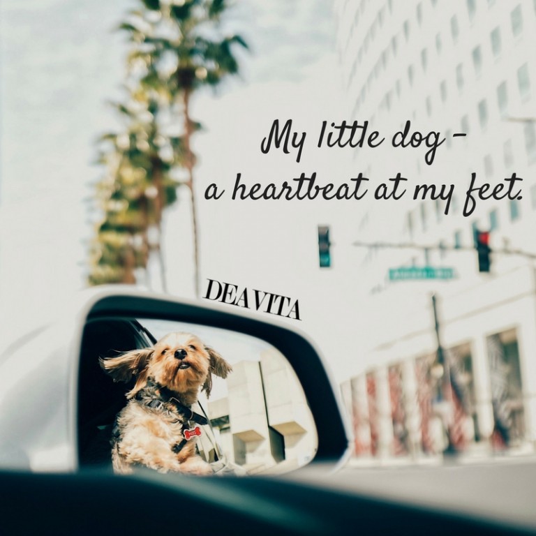 little dog puppy quotes with images
