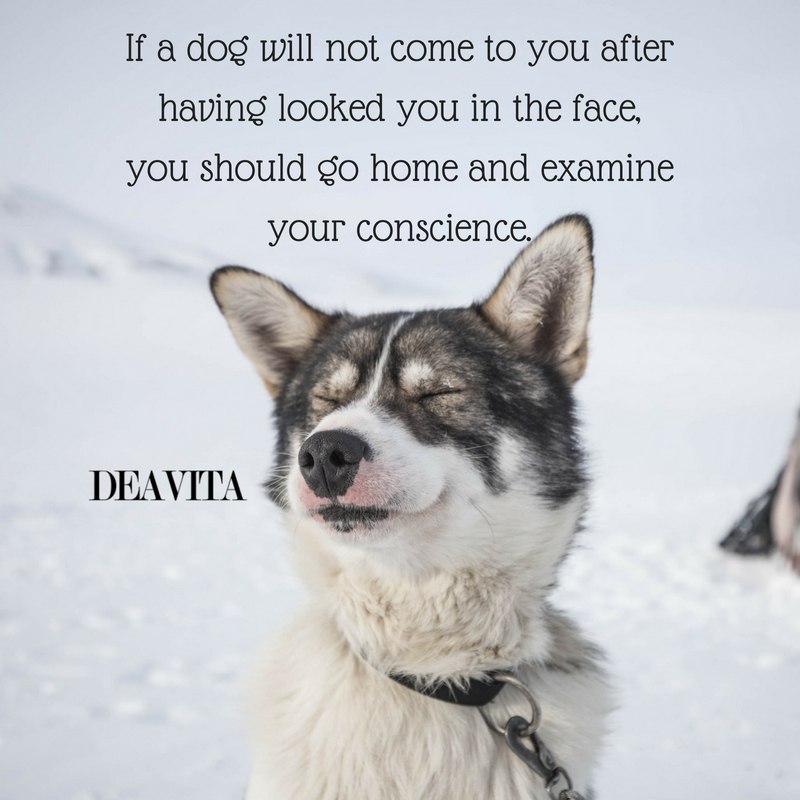 30 Dog quotes and sayings about man's best friend