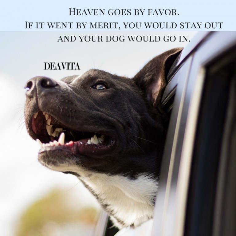 pets quotes sayings about dogs love