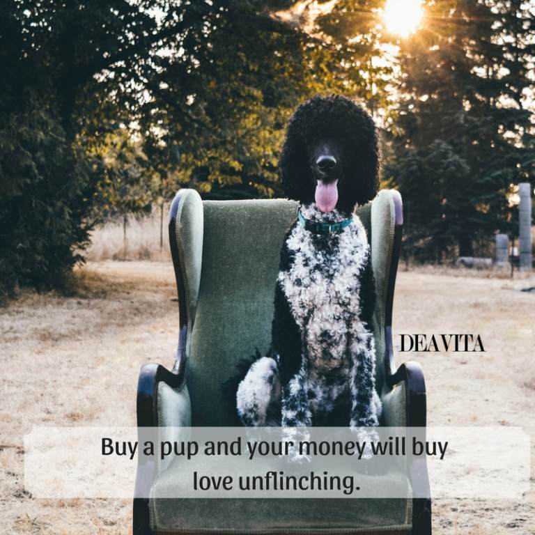 puppy quotes short love sayings