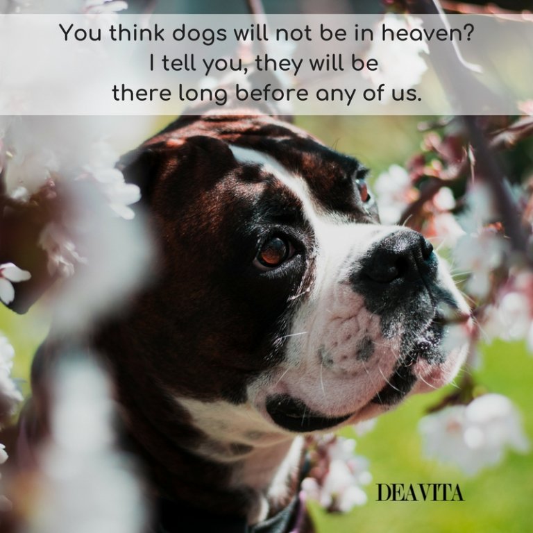 quotes and sayings about dogs cards with text