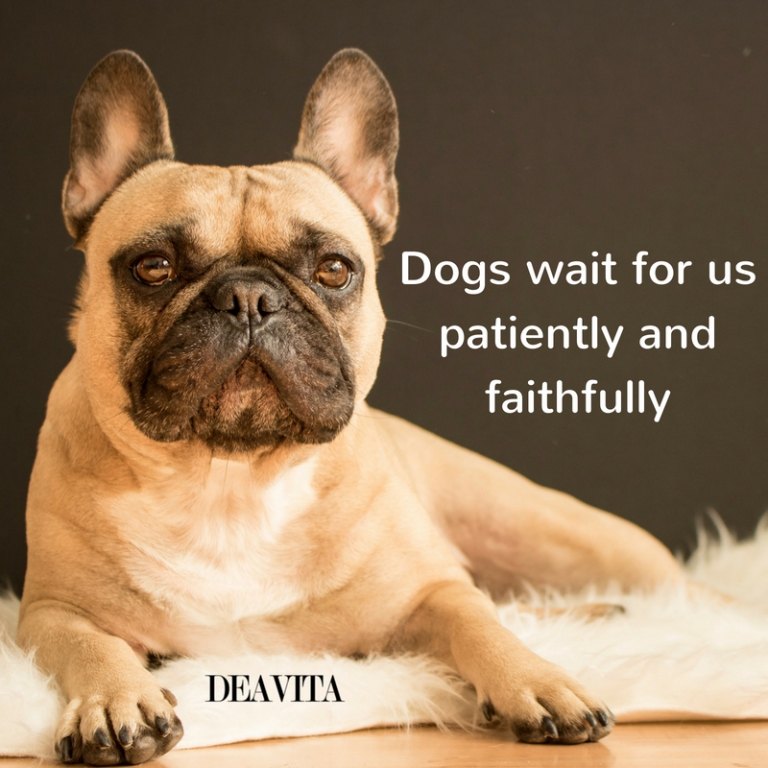 short and cool quotes Dogs wait for us patiently and faithfully