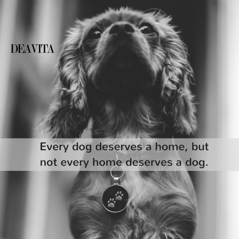 short deep quotes Every dog deserves a home