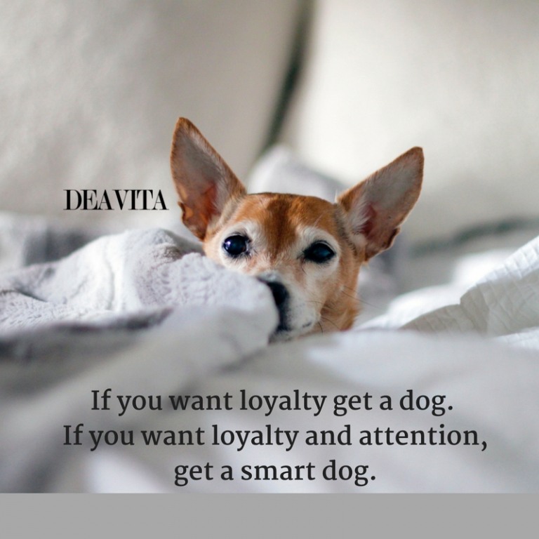 short deep quotes If you want loyalty get a dog