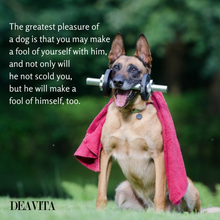 The greatest pleasure of a dog quotes and sayings with images