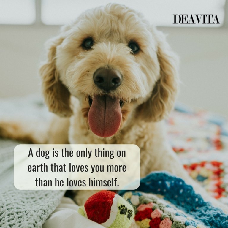 best short quotes about dogs and puppies A dog loves you more