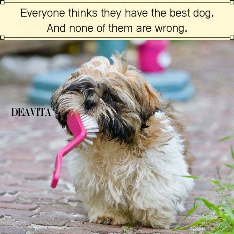 cool fun quotes everyone thinks they have the best dog
