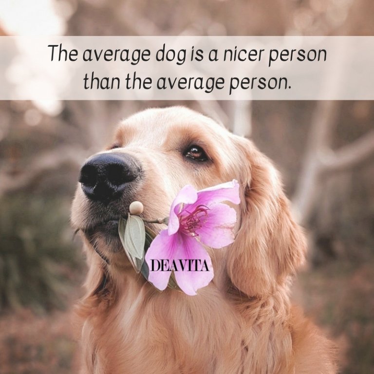 cool short quotes The average dog is a nicer person