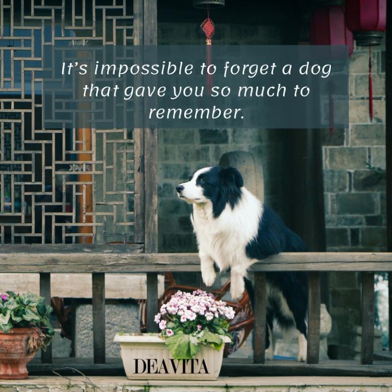 dog and memories quotes with photos