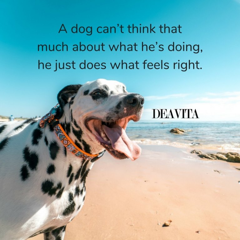 dog quotes and sayings adorable photos