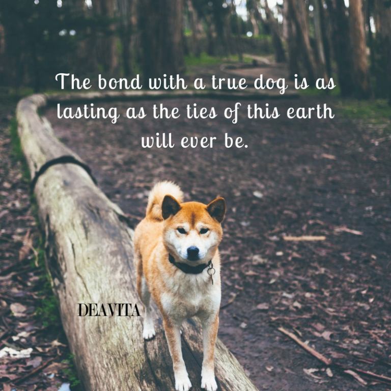 dogs and people bond sayings with images