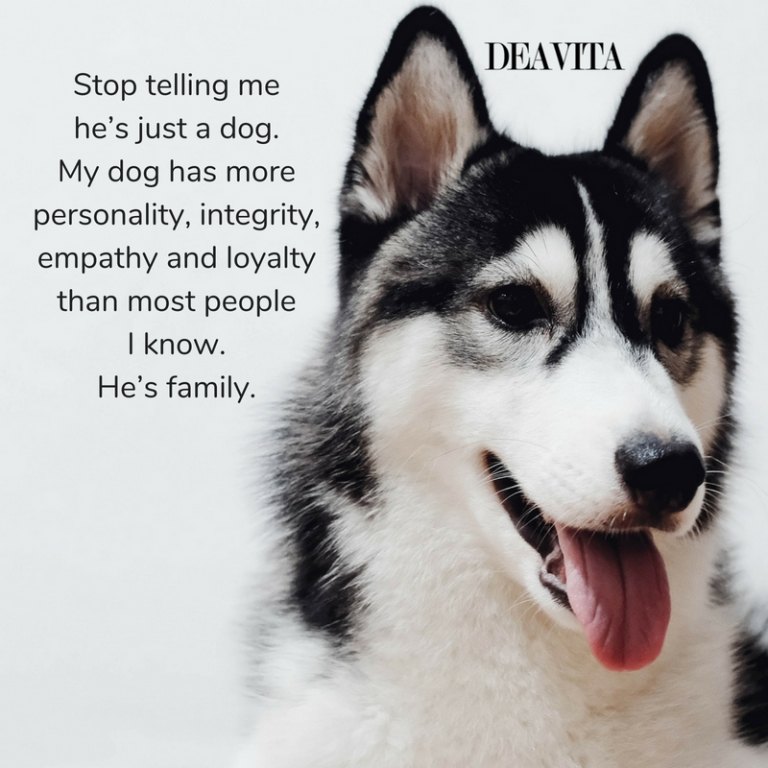 dogs and pets loyalty quotes with images