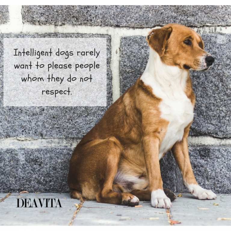 dogs intelligence and intuition quotes