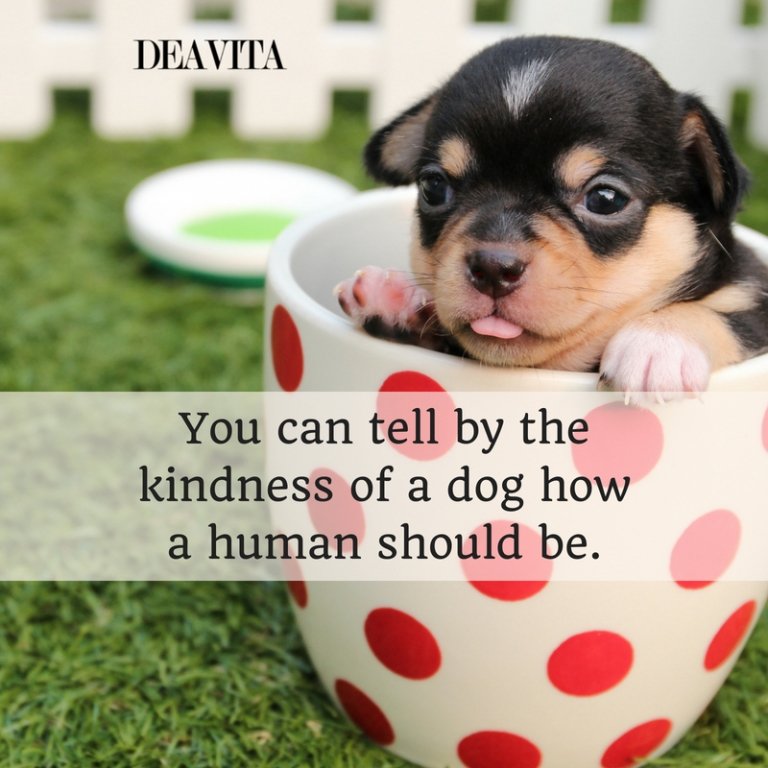 dogs kindness inspirational quotes with images