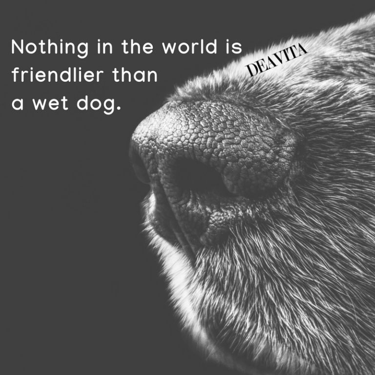 dogs love and character fun quotes with images