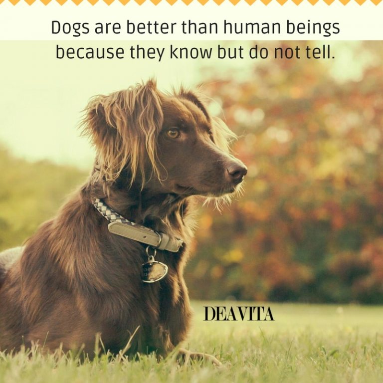 great quotes about pets Dogs are better than human beings