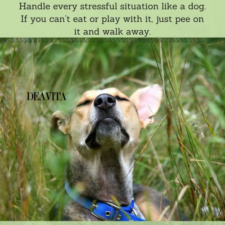inspirational quotes Handle every stressful situation like a dog
