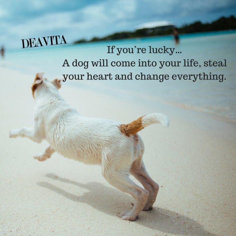 life relationship dogs and heart quotes
