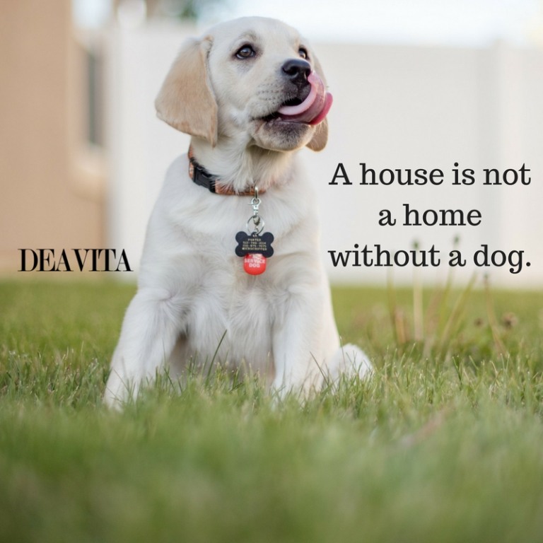 short dog quotes A house is not a home without a dog