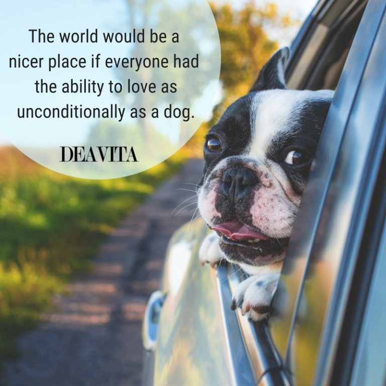 short quotes about dogs The world would be a nicer place
