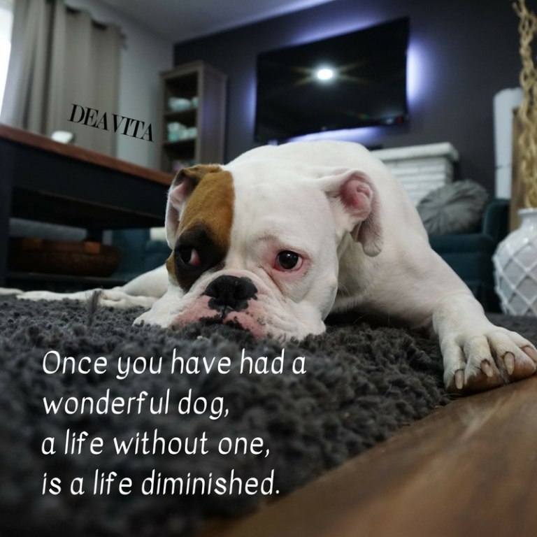 wonderful life quotes and sayings about people and pets
