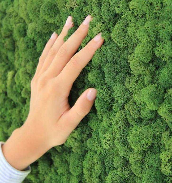 Moss Walls A New Trend In Interior Design And Decoration