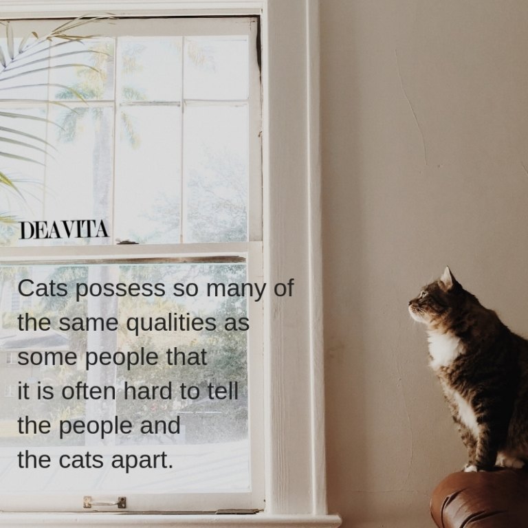 Cats and people character and qualities quotes