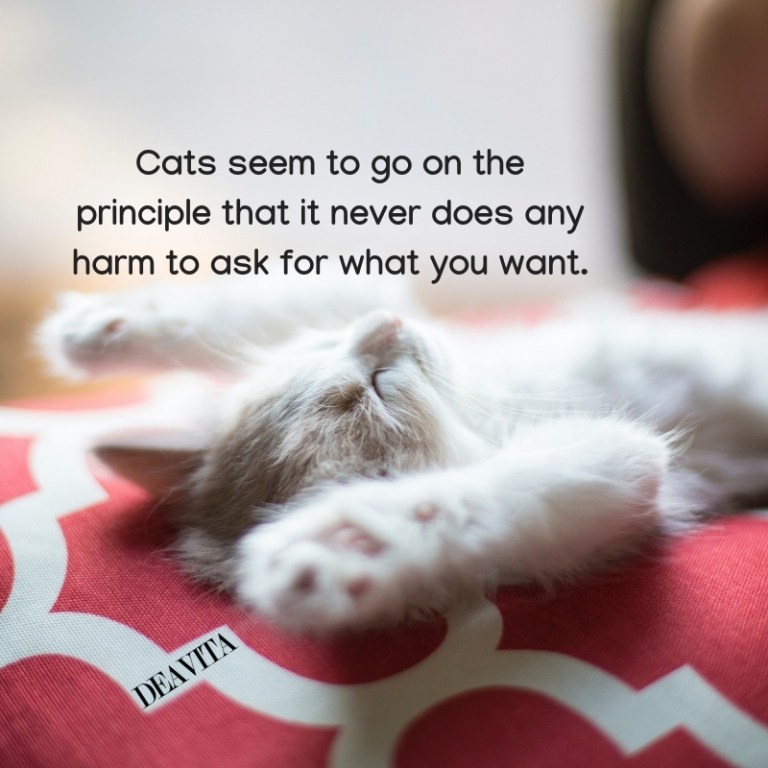 Cats character and personality quotes and sayings with lovely images