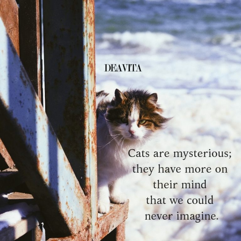 Cats character quotes and sayings with funny photos