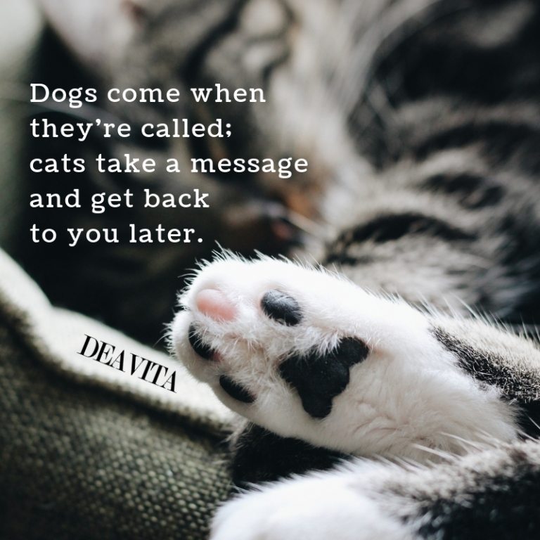Dogs and cats quotes and funny sayings with photos