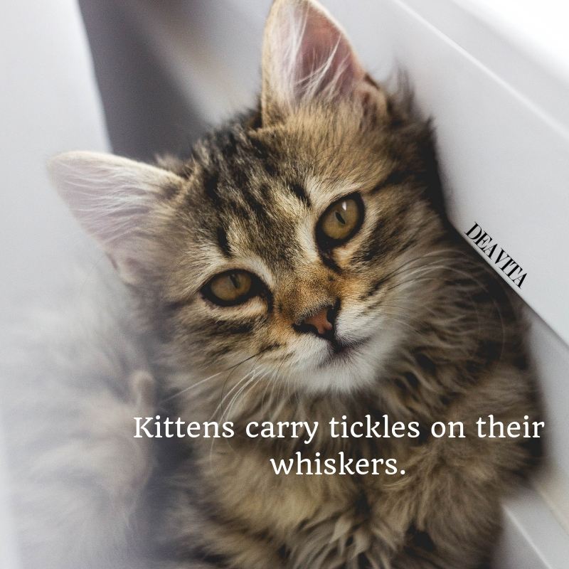 adorable kittens photos and quotes pet sayings