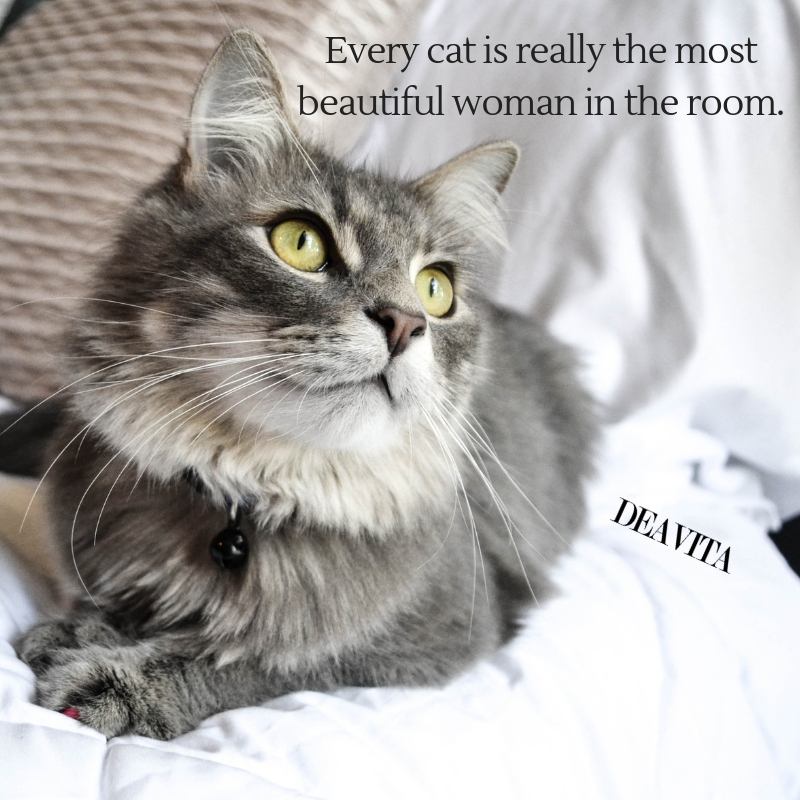 beautiful cats quotes and photos funny sayings