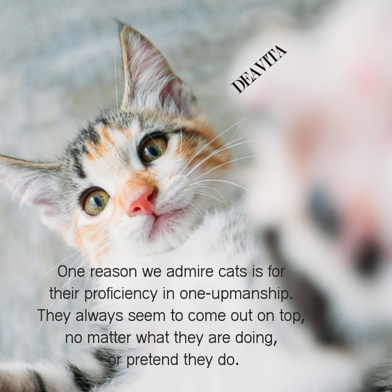 best cats quotes and sayings about kittens and home pets