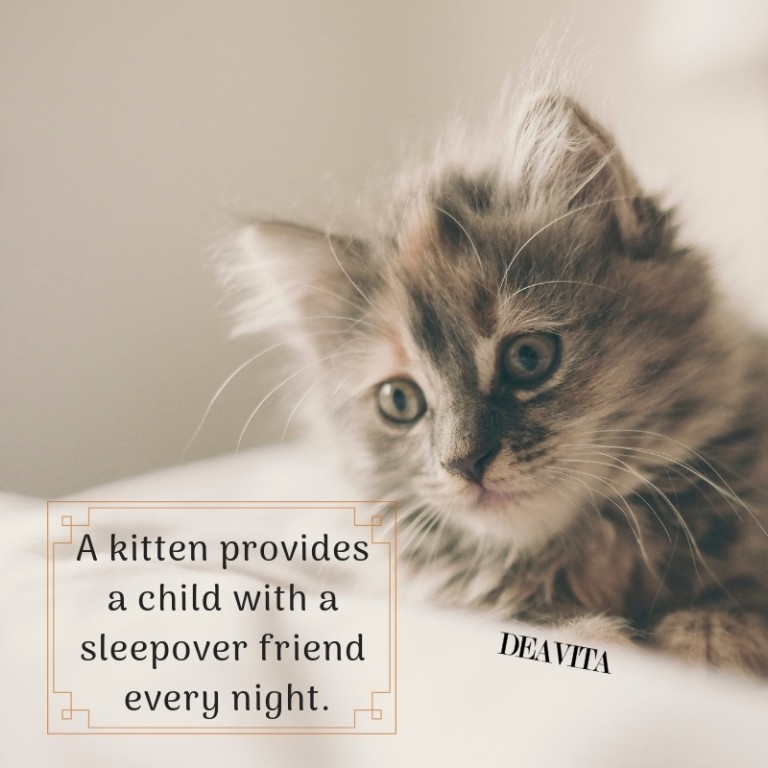 best kitten quotes and sayings with lovely photos