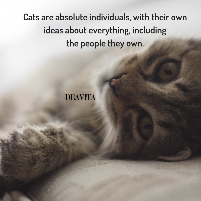 best pet quotes with photos cats are absolute individuals