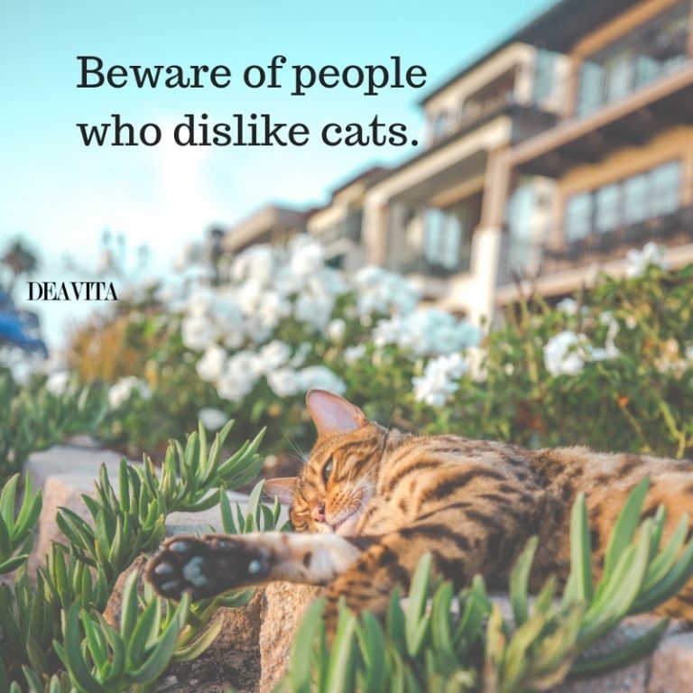 best quotes about pets beware of people who dislike cats