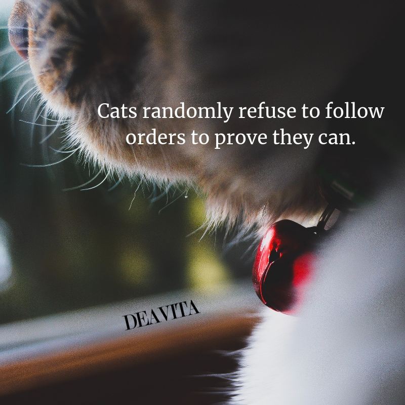 best short cats quotes with cute photos