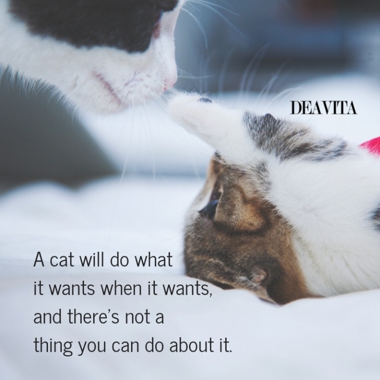 cat character quotes A cat will do what it wants