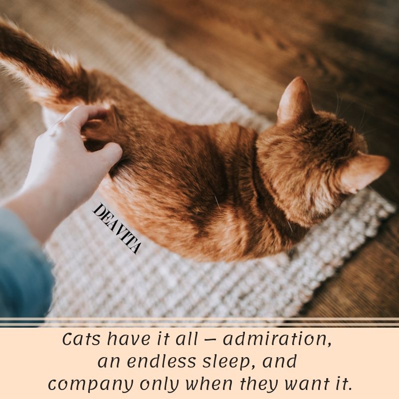 cat quotes and sayings with lovely photos