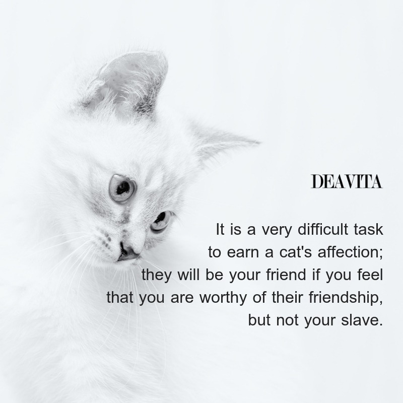 cats affection quotes and sayings about pets with beautiful photos