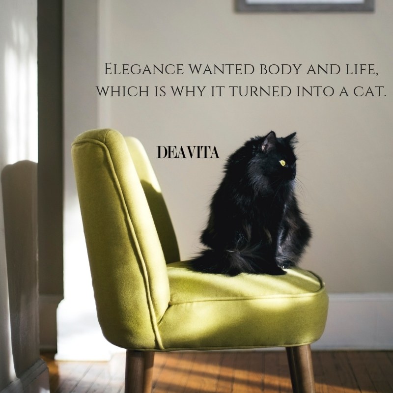 cats and elegance short funny quotes about pets