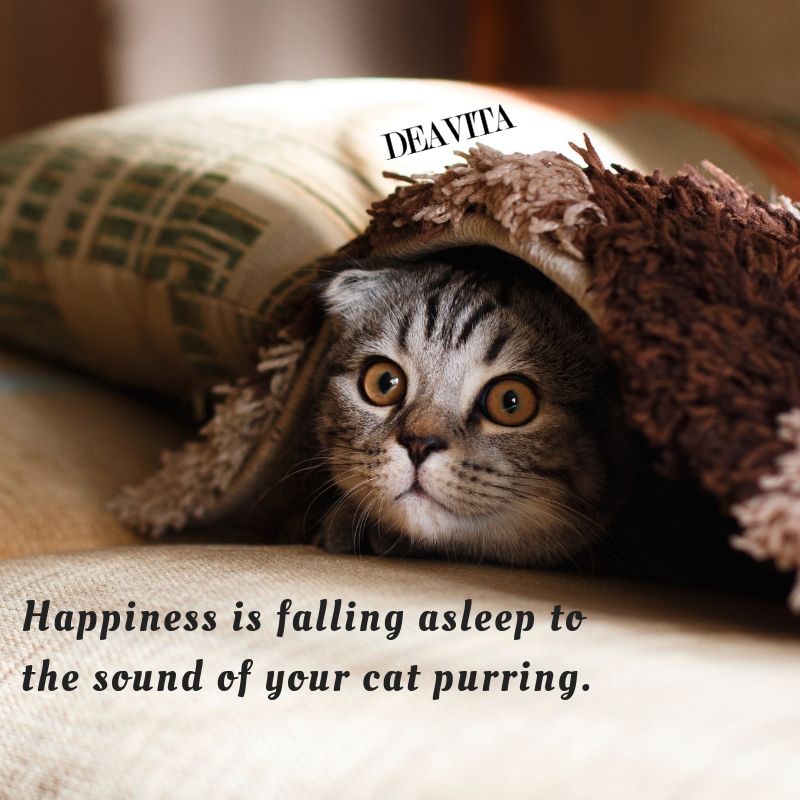 cats and happiness quotes and funny sayings with lovely photos