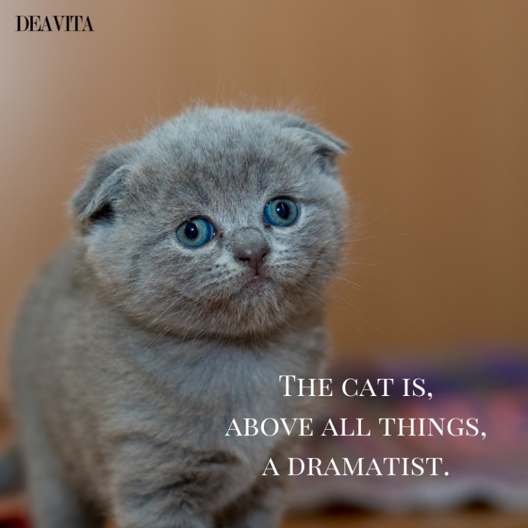 cats and kittens character quotes and sayings with cute photos