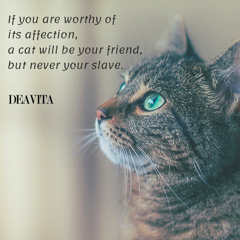 cats and people friendship and relationship quotes and sayings about pets