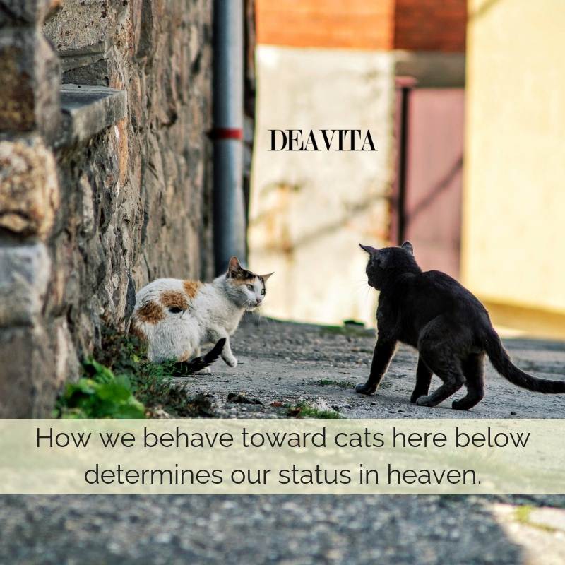 cats and people relatioship quotes and sayings with images
