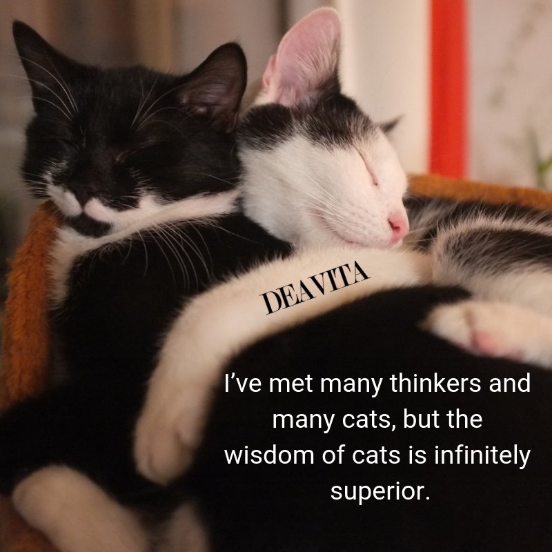 cats wisdom quotes with cute photos
